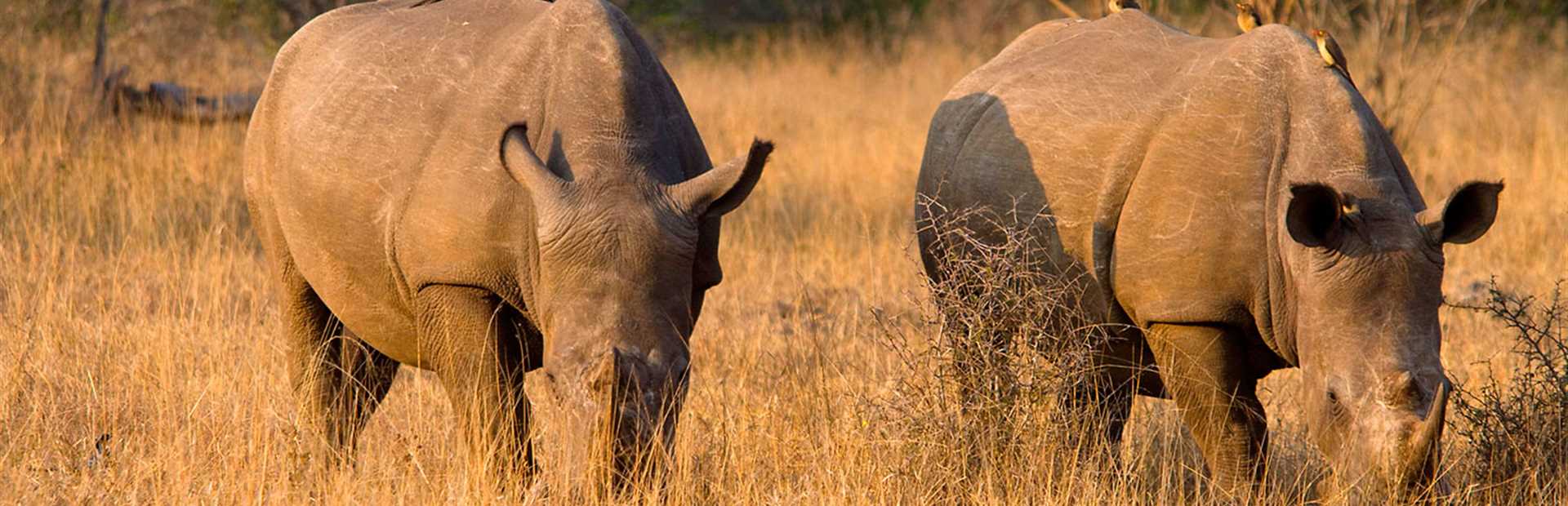 Rhino Ridge Safari Lodge